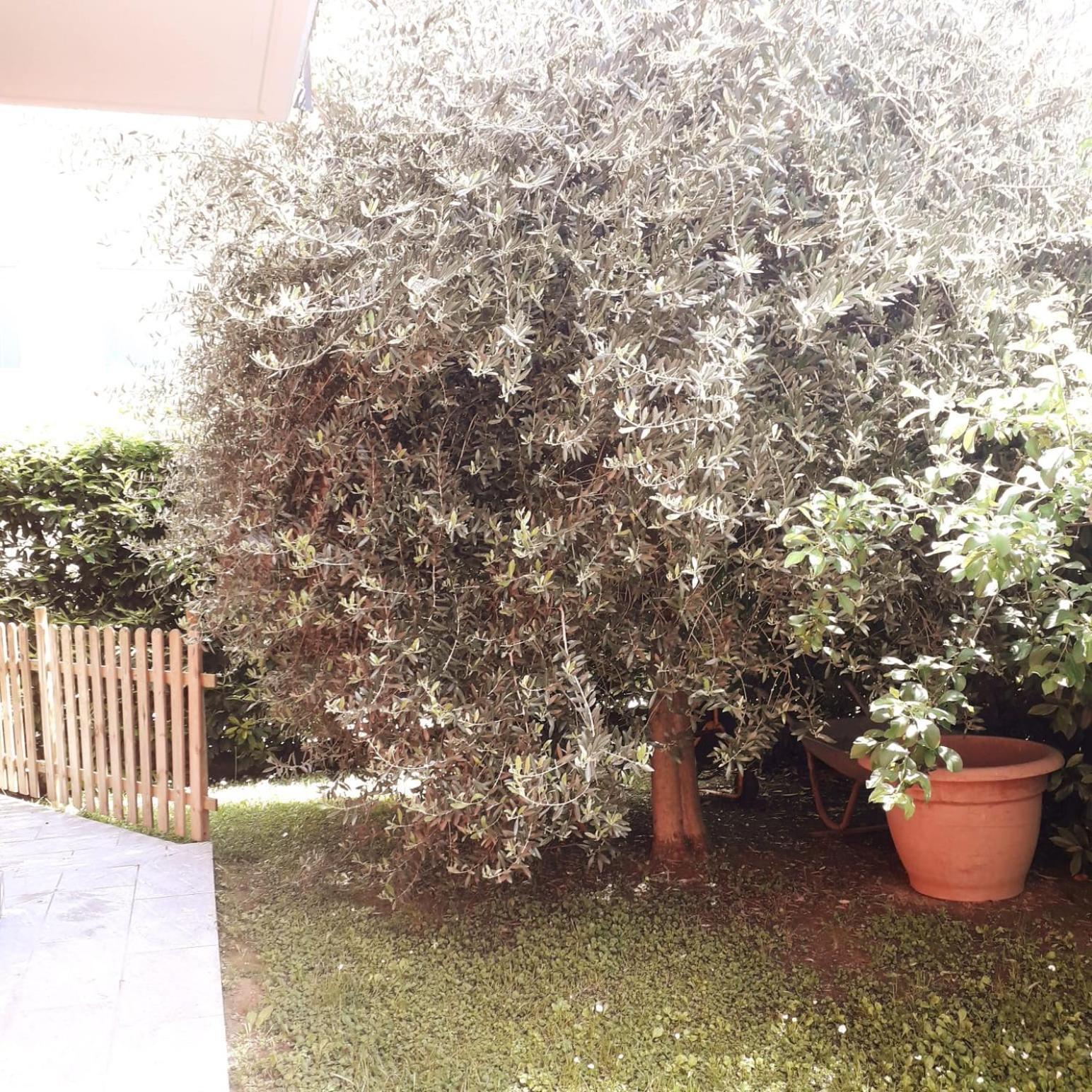 Bed and Breakfast Beb Ulivo Santa Giuletta Экстерьер фото